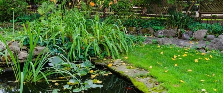 How To Turn Your Swimming Pool Into A Pond - Road to Reliance