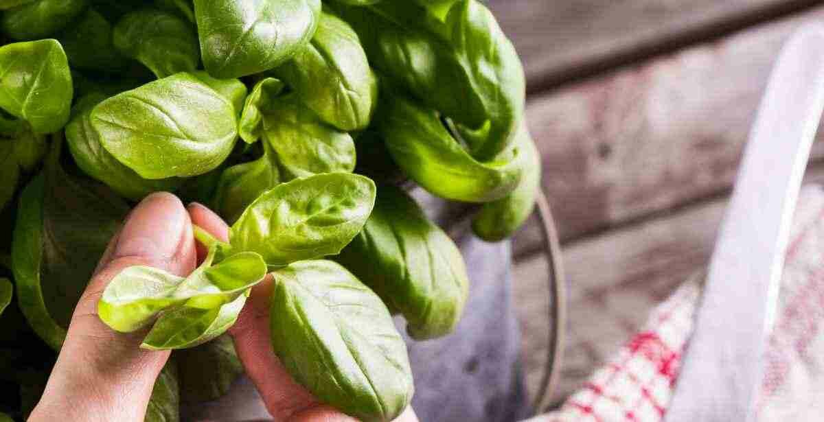 How To Grow And Harvest Basil Road to Reliance